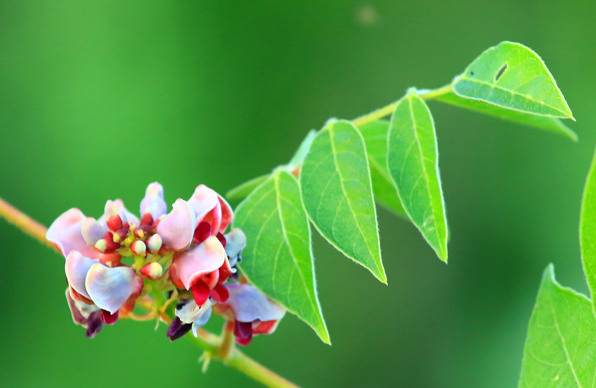 Groundnut