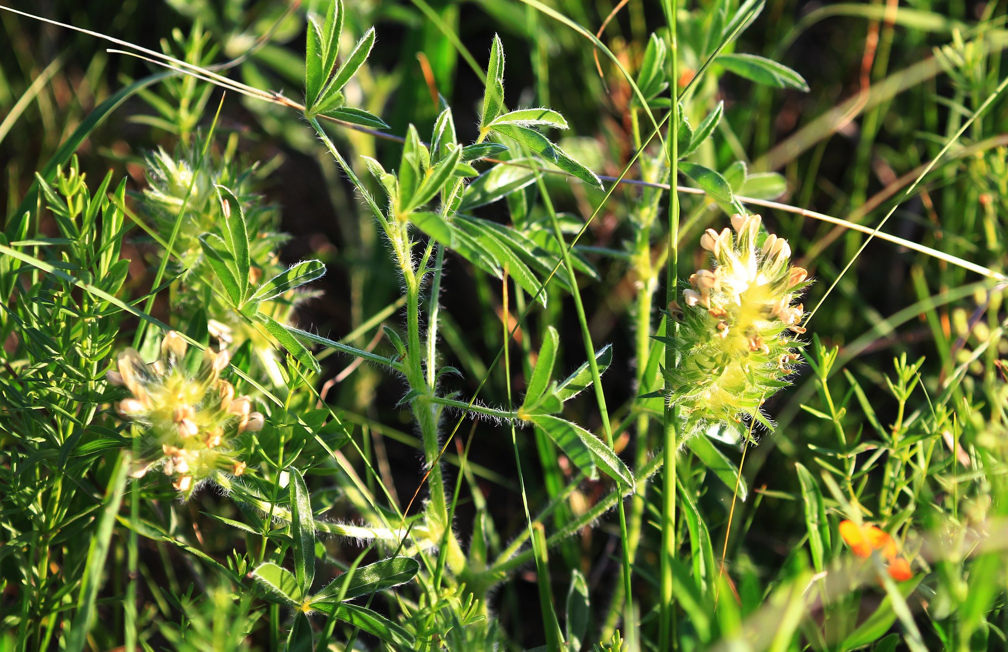Nodding Onion, Photo Credit: Pixababy