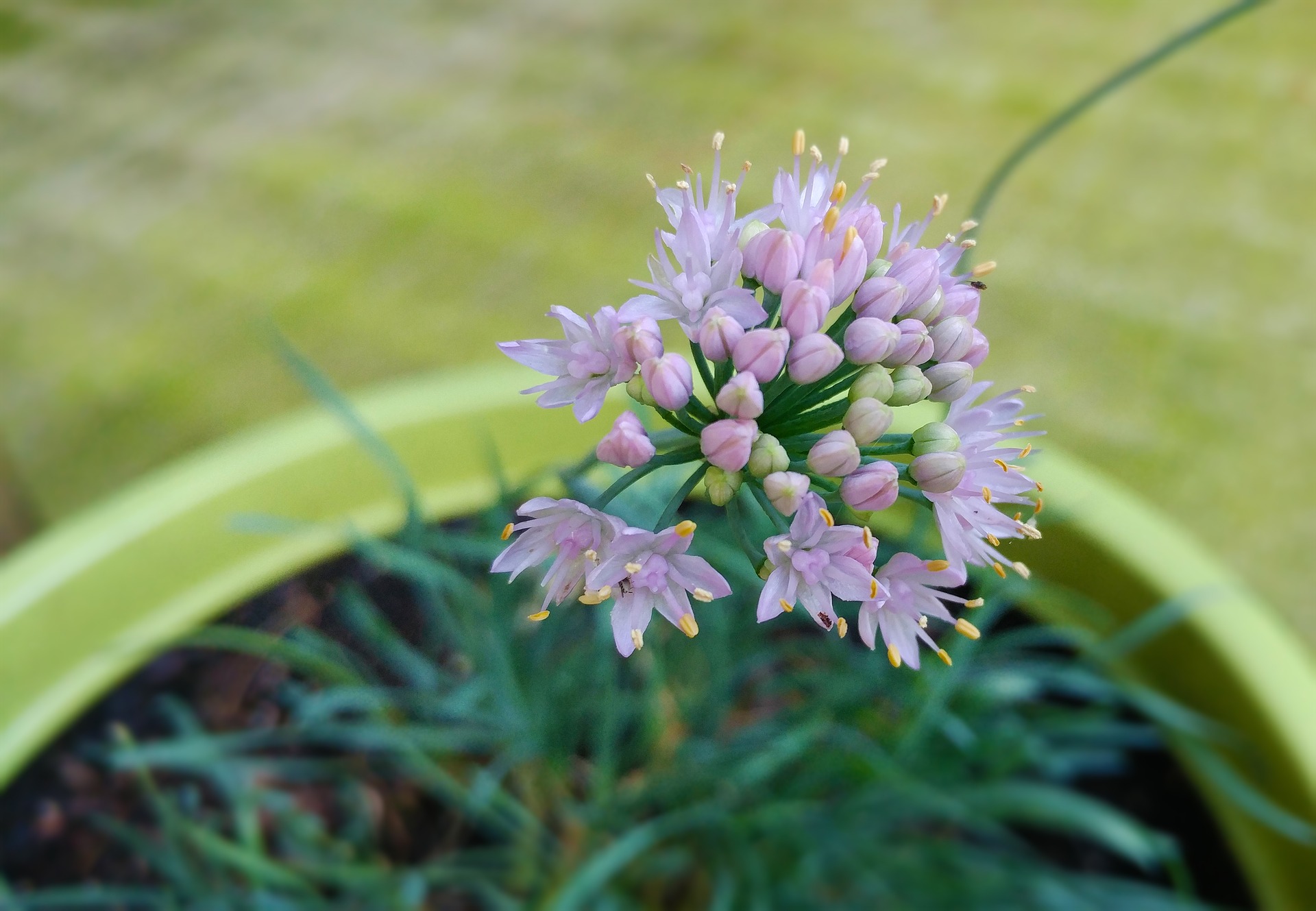 Nodding Onion