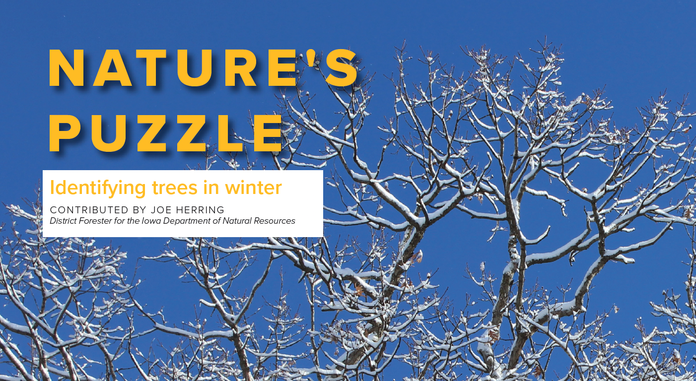 Winter tree branches