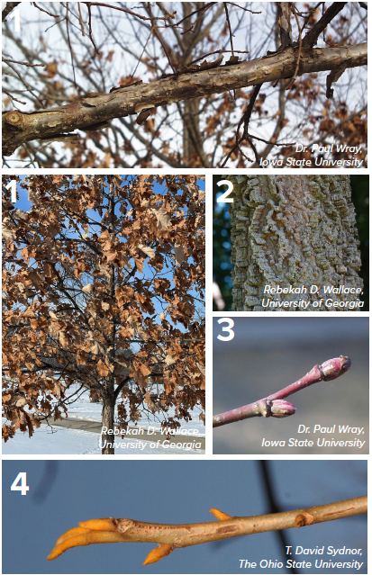 Images identifying trees 1-4
