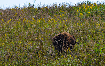 INHF helping expand Neal Smith National Wildlife Refuge