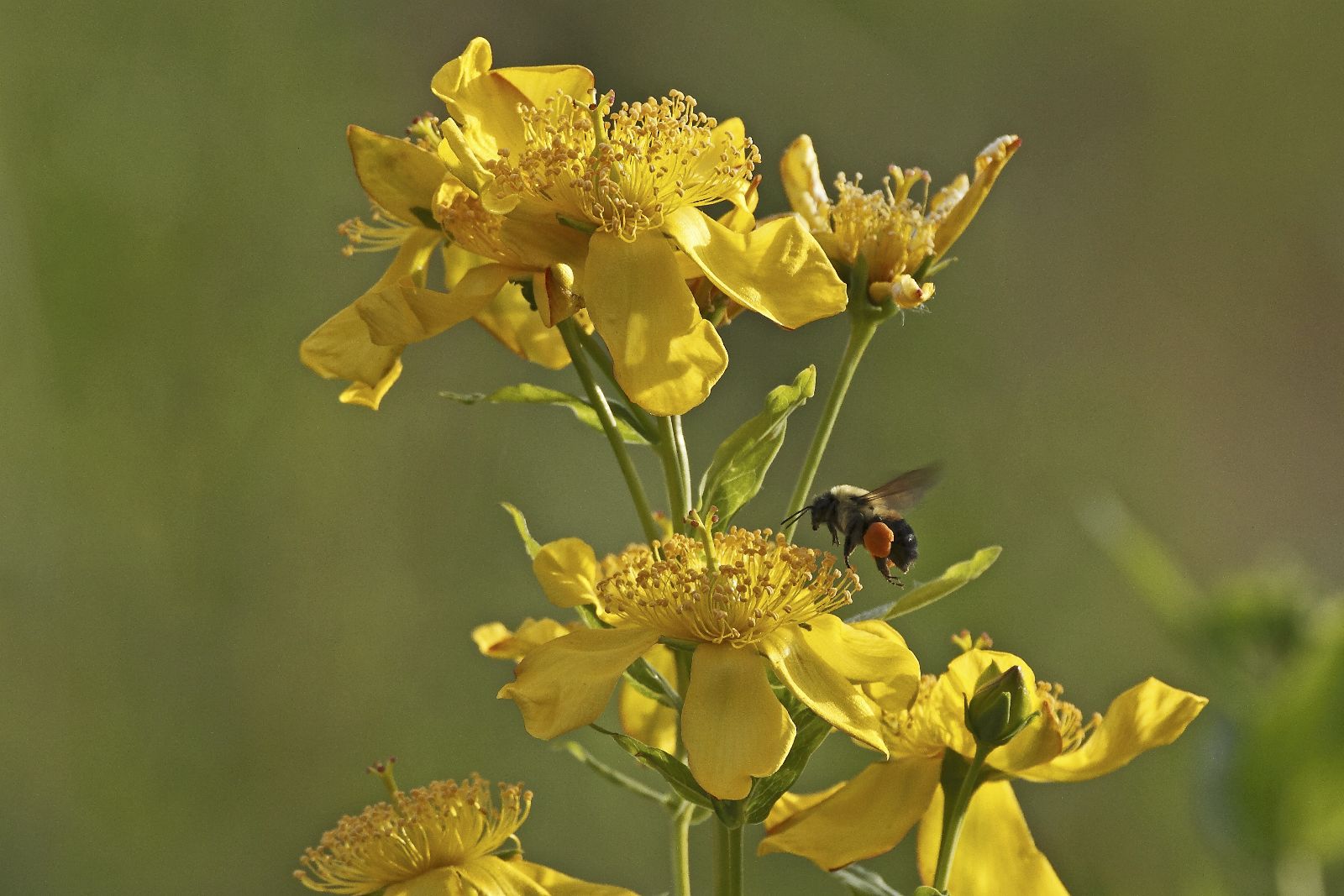 bees?