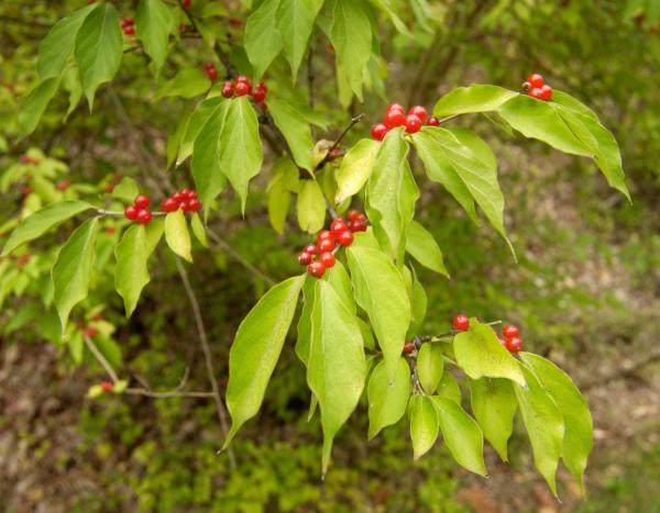 honeysuckles