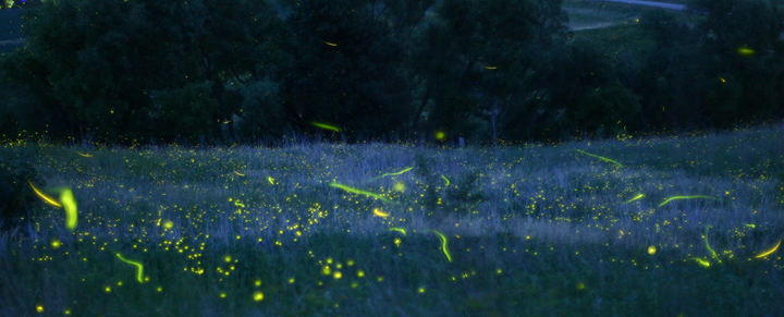 fireflies