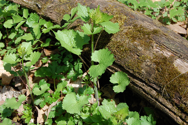 5 of Iowa's most invasive species (and how to get rid of them)