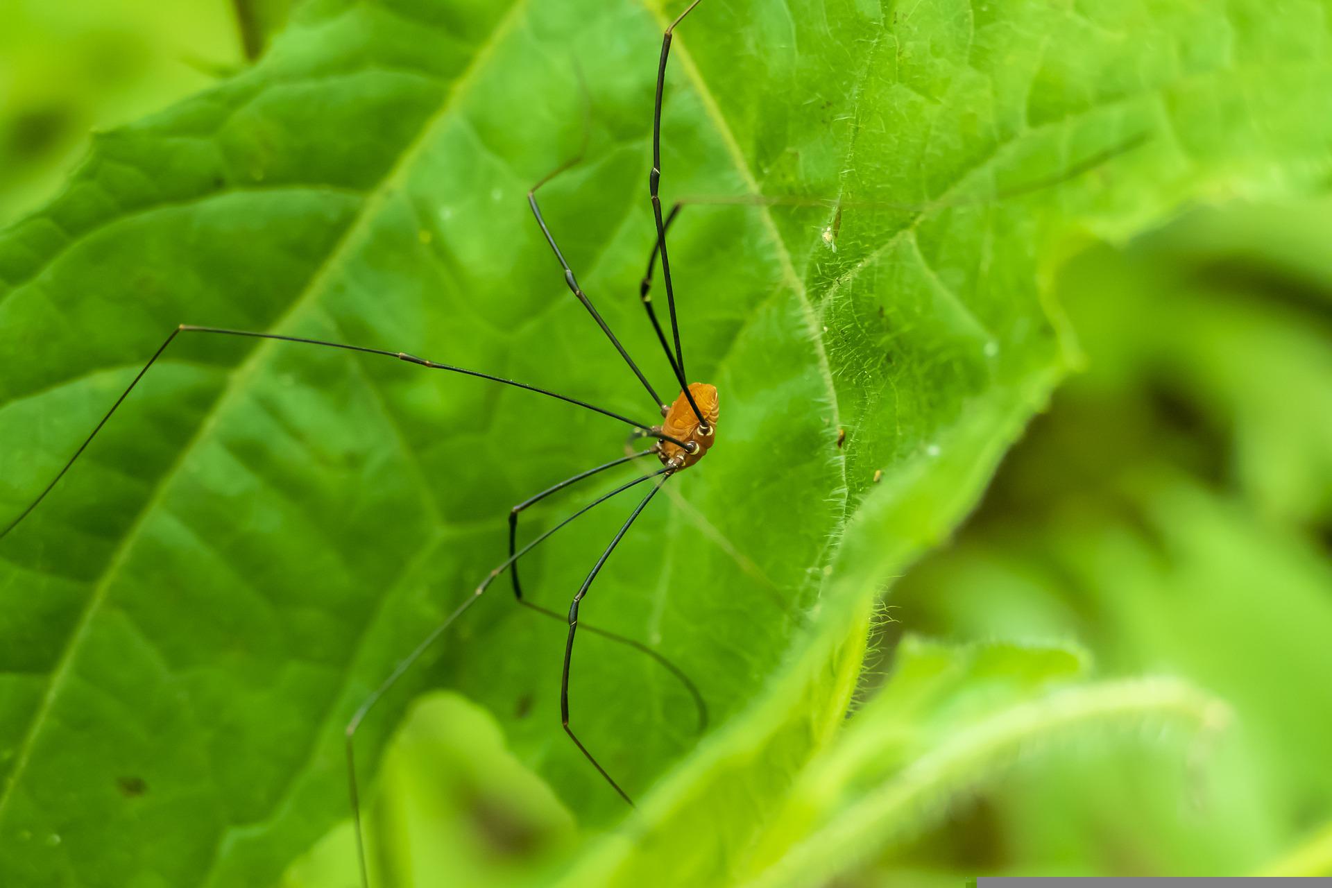 Harvestman on leaf