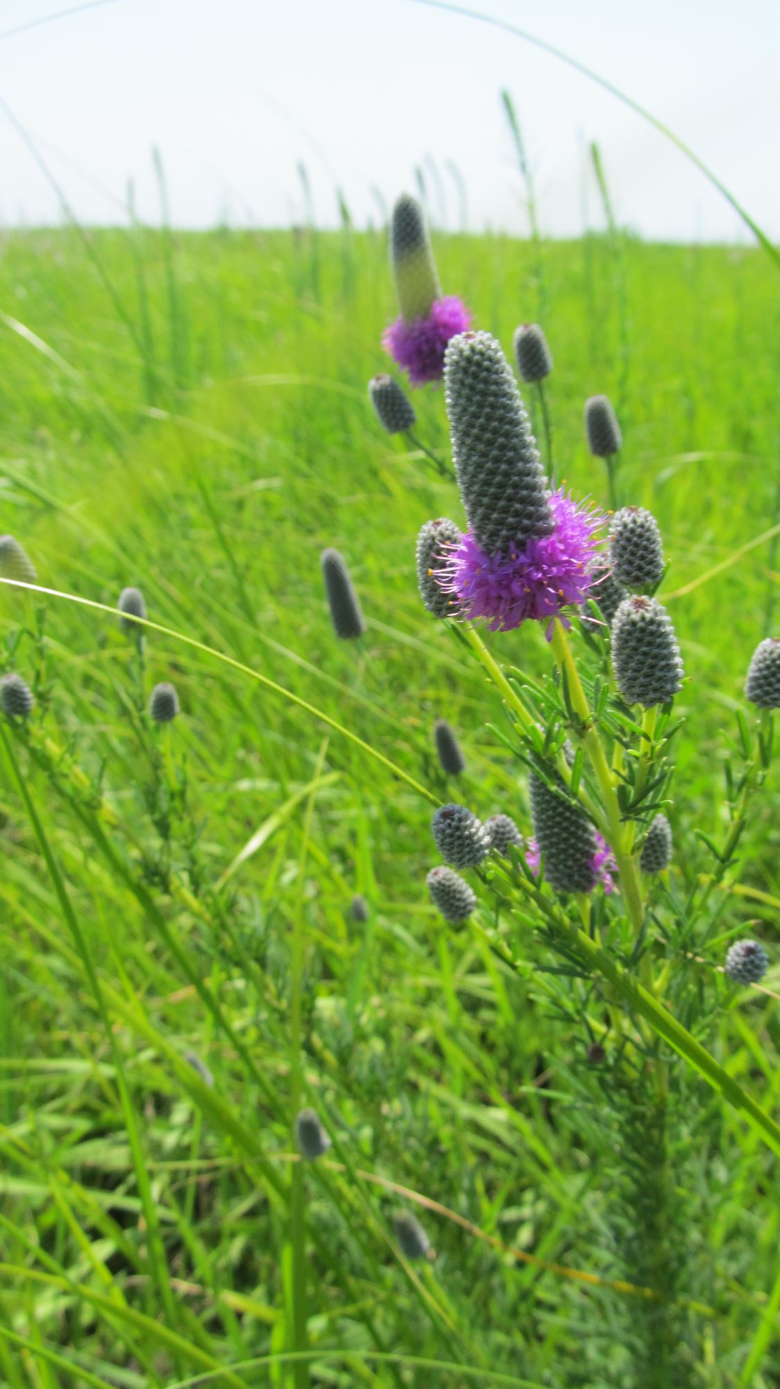 purple prairie clover