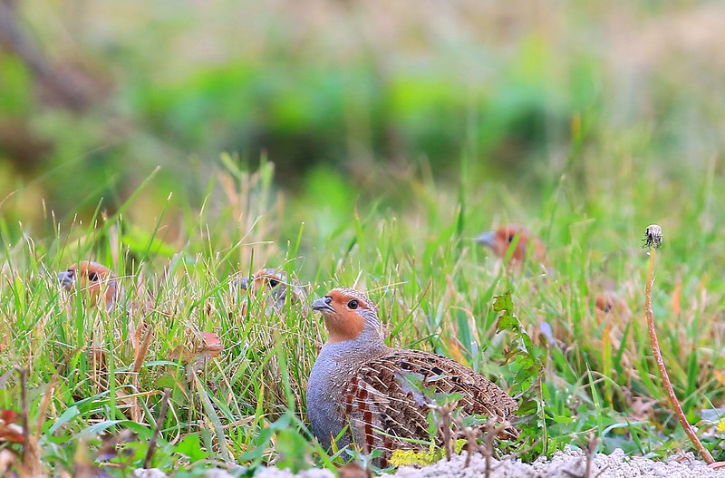 Gray partridge photo by Larry Reis