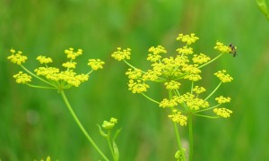 wild parsnip