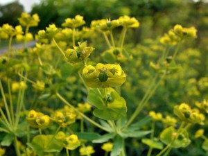 leafy spurge