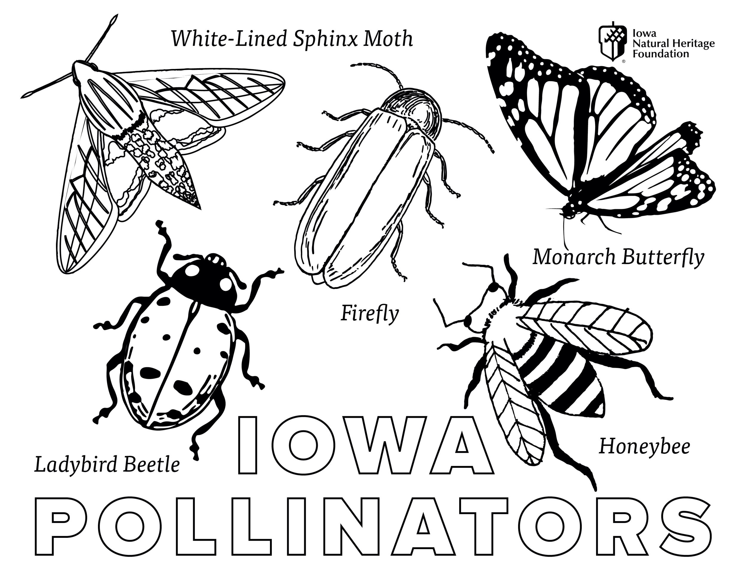 Pollinator week coloring pages