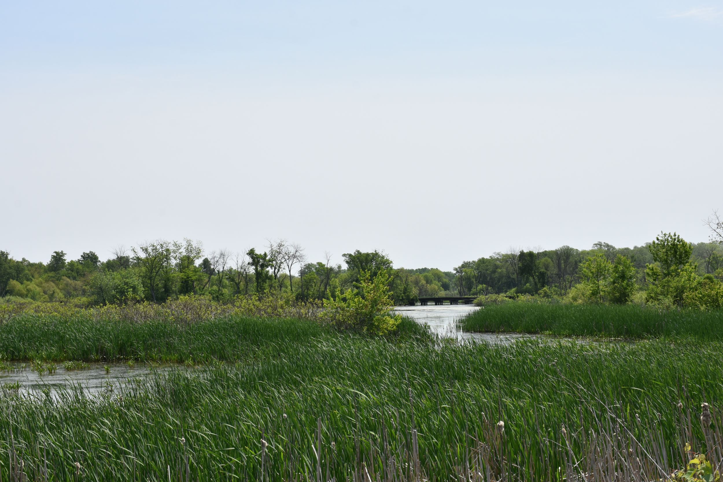 View from the road of the Brenton Slough with old railroad bridge in the distance