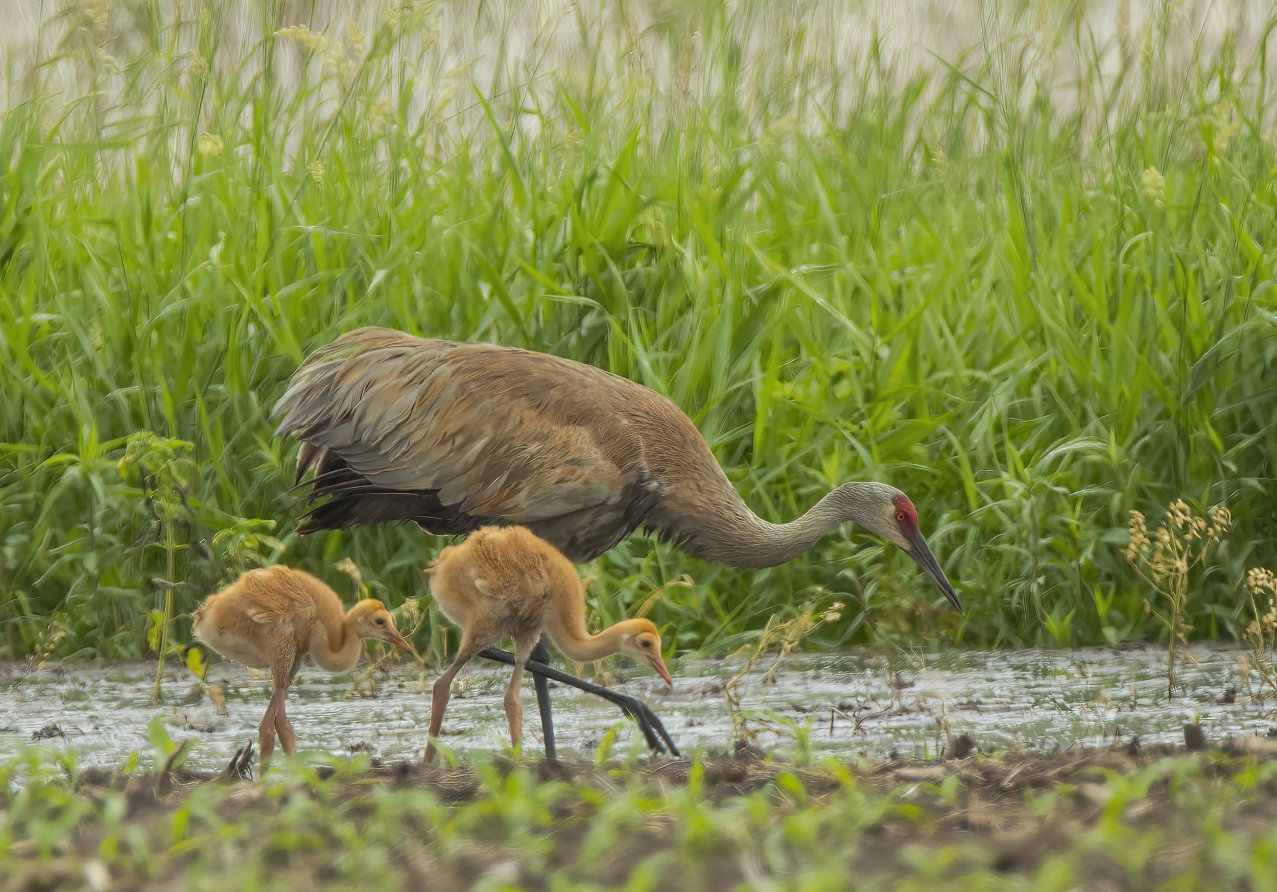 A Sandhill Crane and two colts. Photo by Ty Smedes