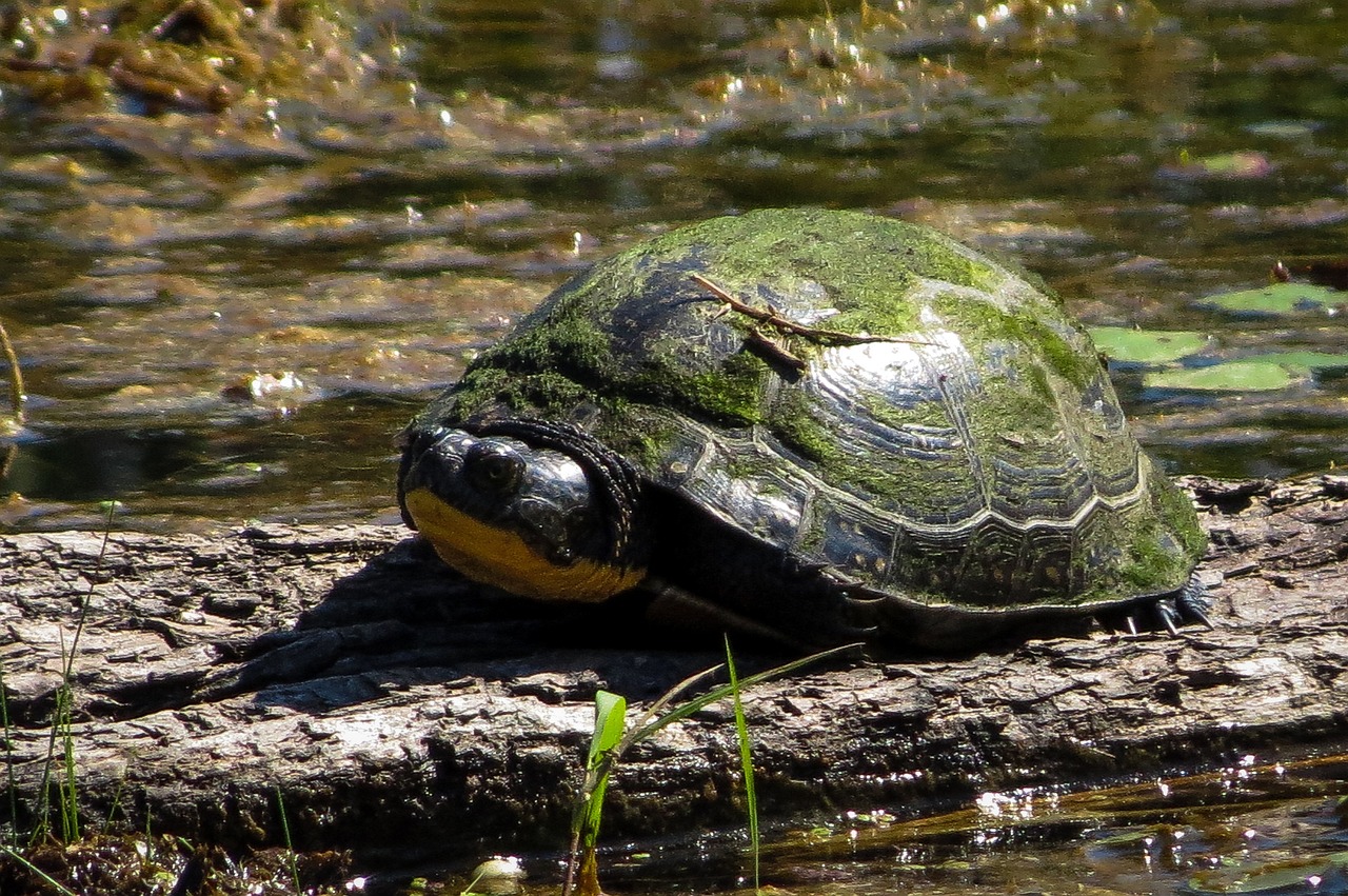 Turtle in water