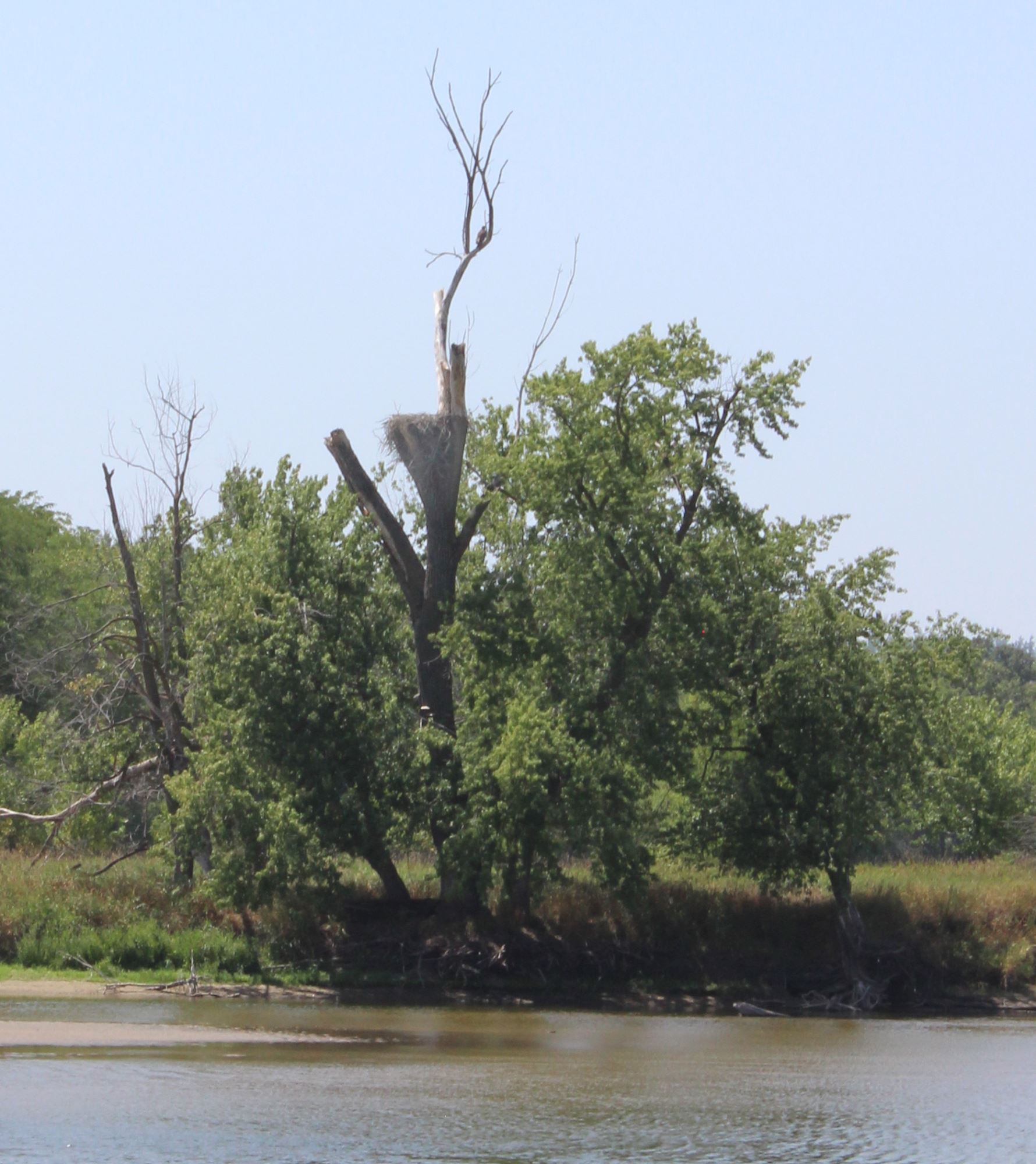 Eagle nest at Wildcat Bluff