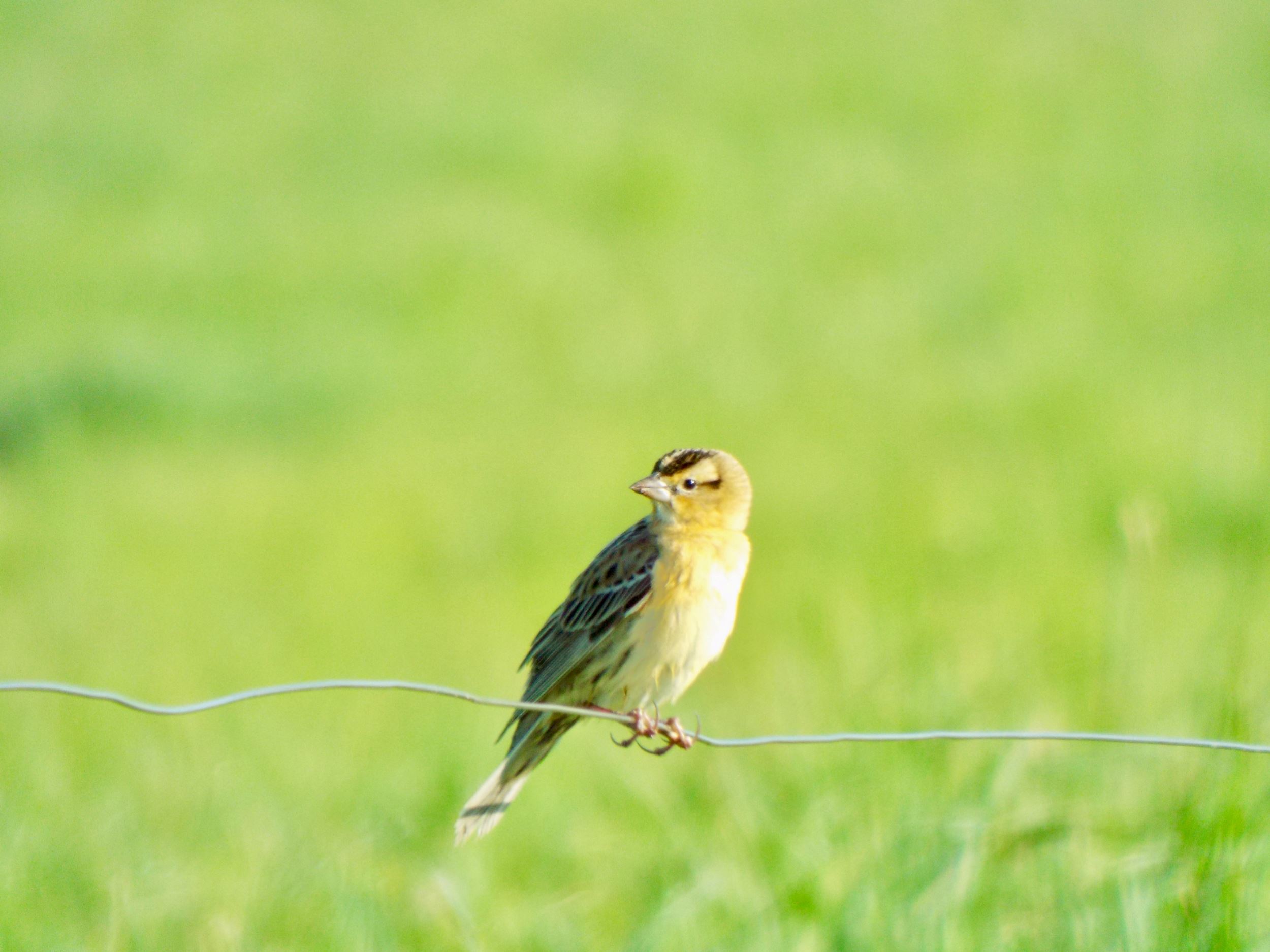 Female Bobolink