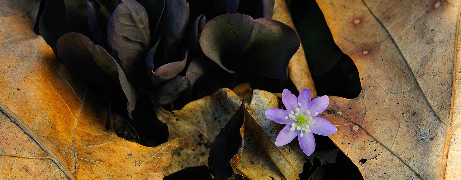 Hepatica