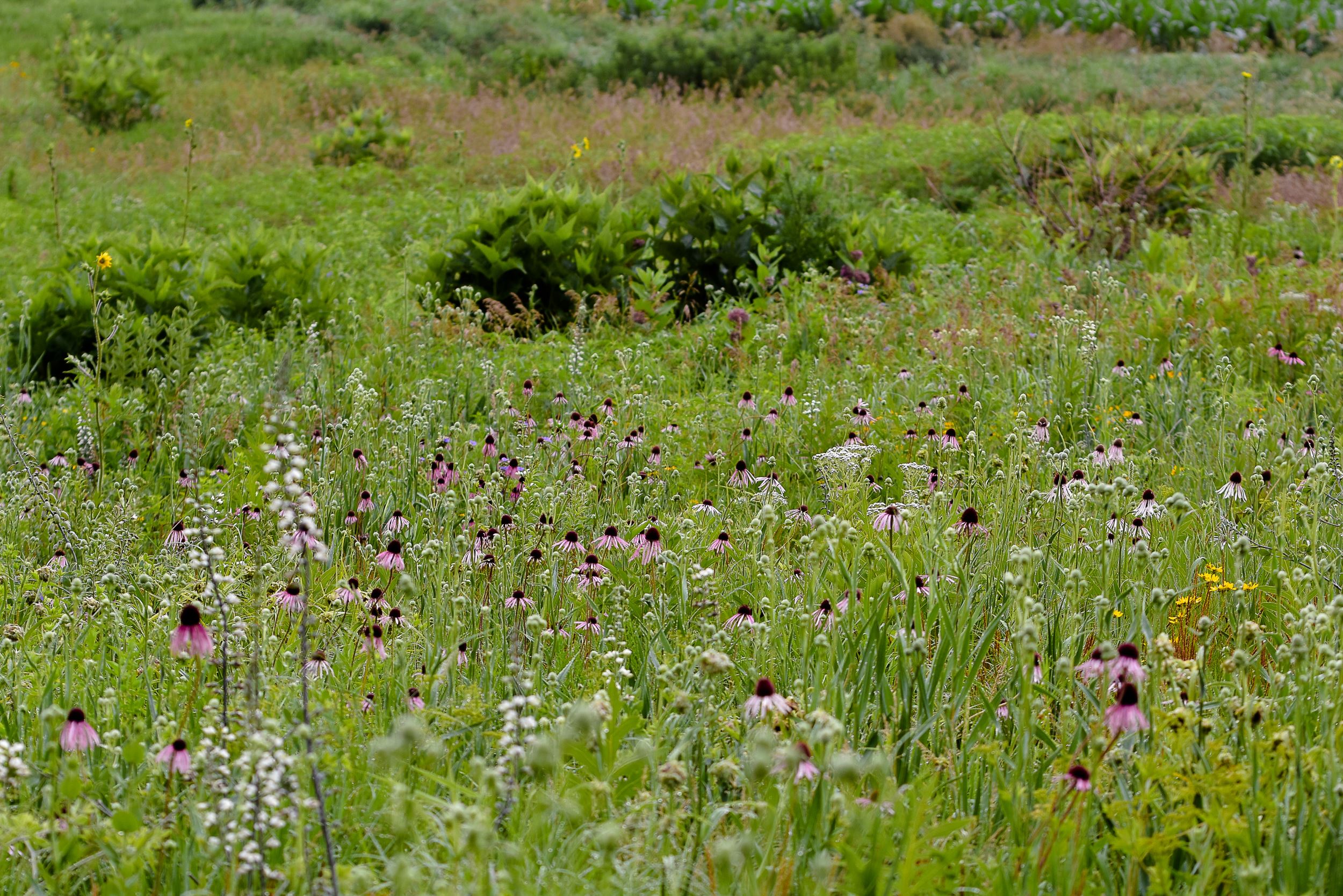 A prairie in bloom. 