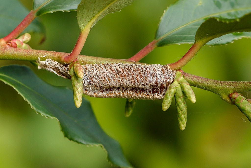 Ootheca