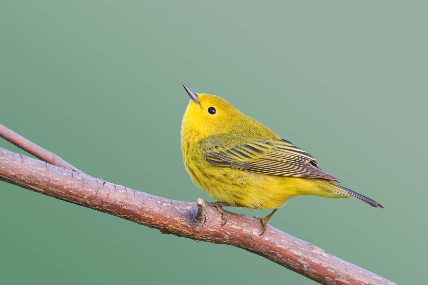 Yellow warbler