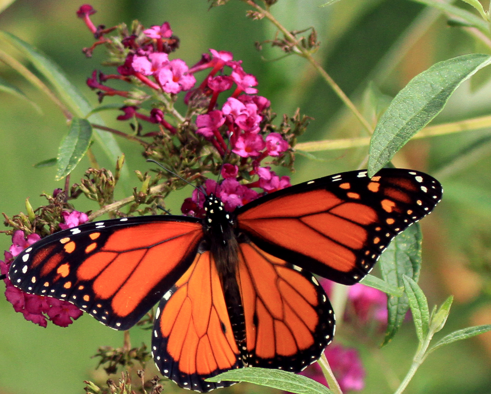 Monarch butterflies migrate through Iowa - Iowa Natural Heritage