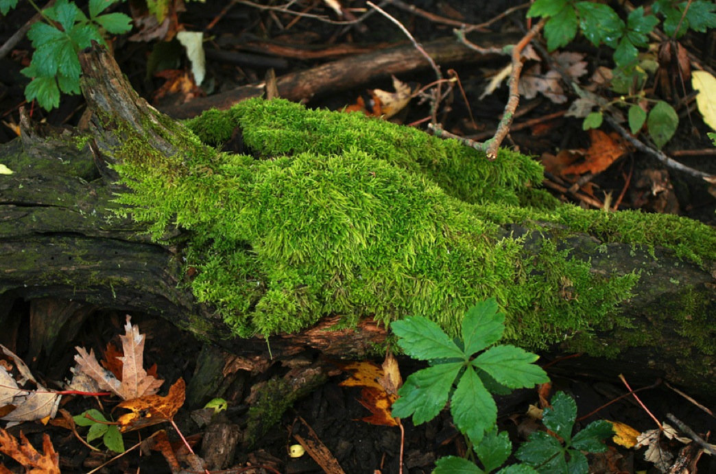 Common Types Of Moss