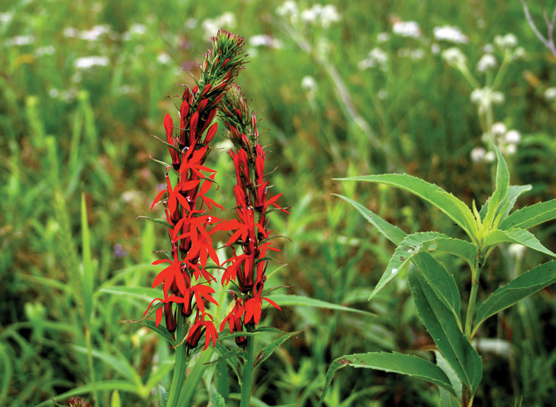 A Cardinal flower, captured by Sandy and Betty Moffett.