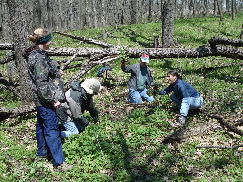 Volunteers remove invasive garlic mustard from Heritage Valley.