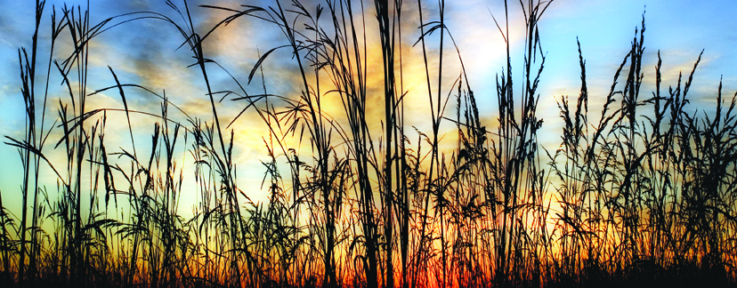 First Light on the Tallgrass Prairie