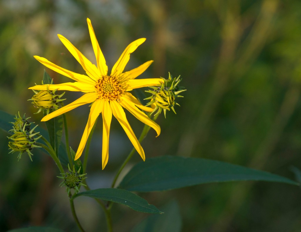 100911-fewleaf-or-western-sunflower-VanBurenCo-lpc