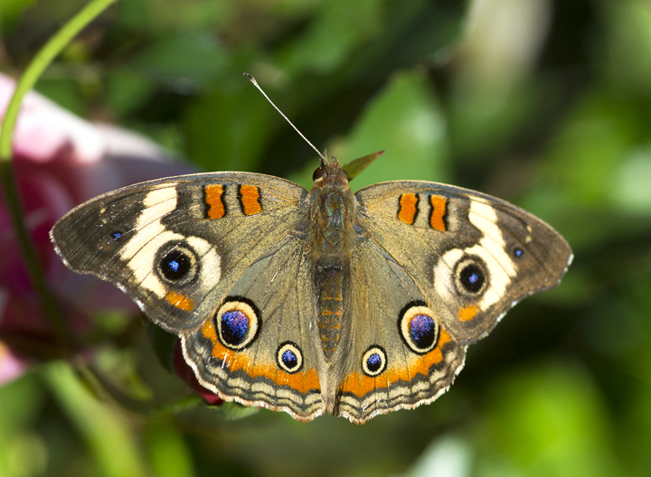 A buckeye butterfly spreads its wings in Van Buren County.