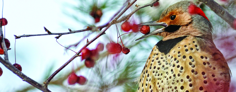 Common Flicker