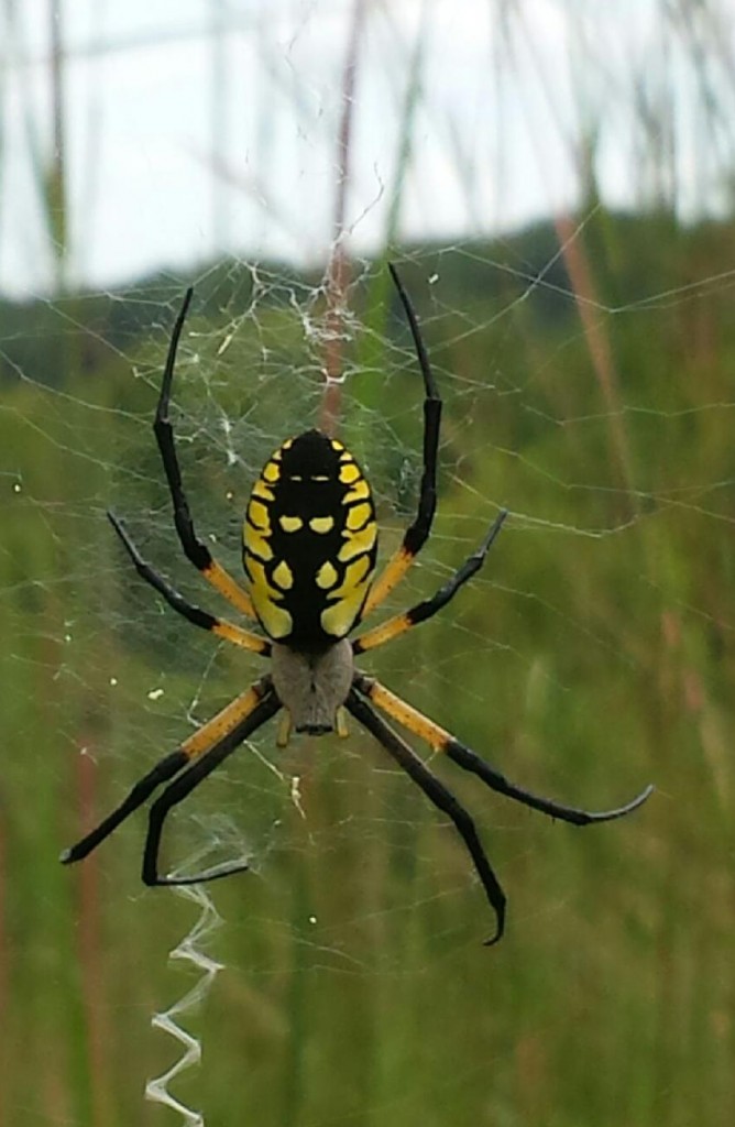 Wordless Wednesday Garden Spider Iowa Natural Heritage Foundation