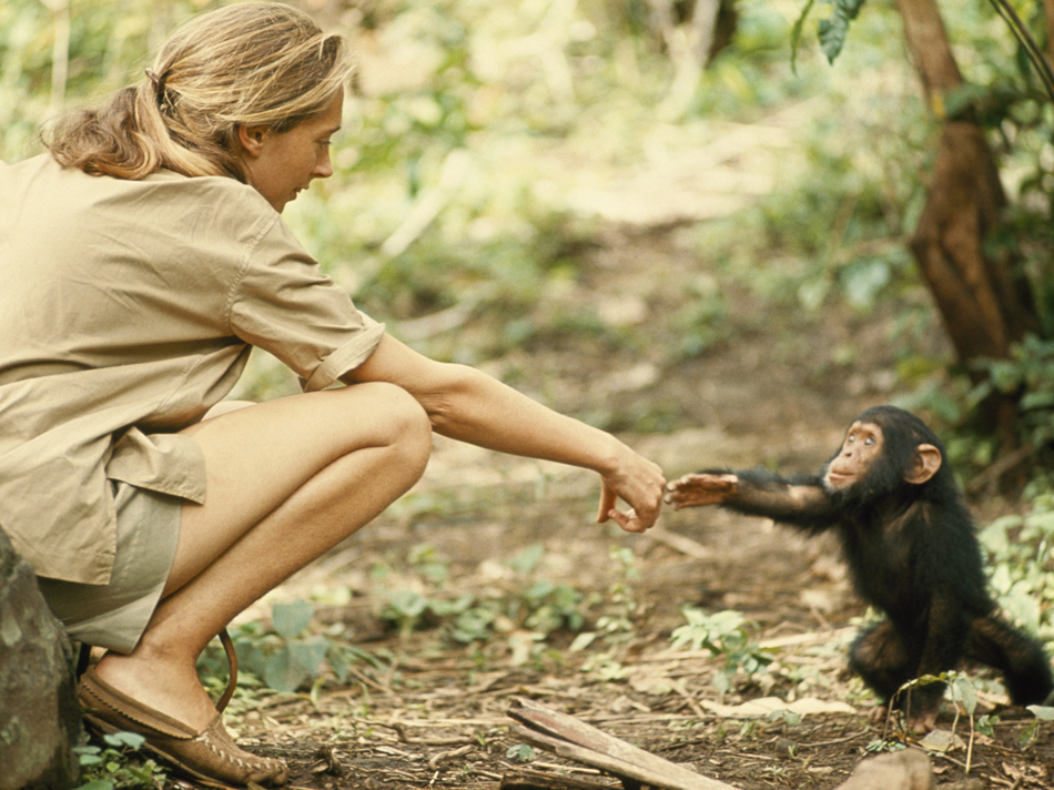 1964 | TANZANIA A touching moment between primatologist and National Geographic grantee Jane Goodall and young chimpanzee Flint at Tanzania's Gombe Stream Reserve. Photo by Hugo van Lawick