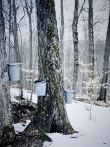 Maple Tree Tapping