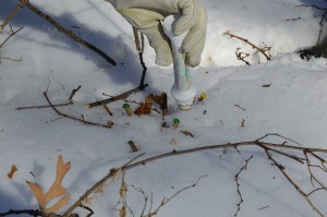 Applying glyphosate to barberry stump