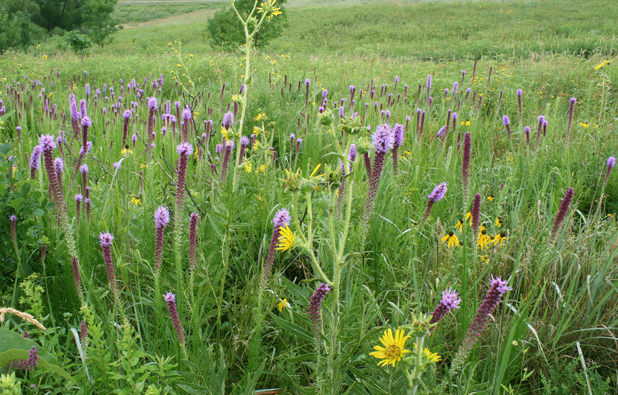 “By any measure of beauty, Prairie blazing star is one of the most anticipated prairie species to bloom with its stunning tall magenta spikes. They belong to the Aster family along with a host of sunflowers and bloom from mid-to late July into mid-August. In the months after flowering, their seeds scatter with wind or rain and new plants are self-seeded. They make wonderful garden flowers and attract butterflies.”