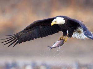 Bald_Eagle&Fish1_Smedes_edited