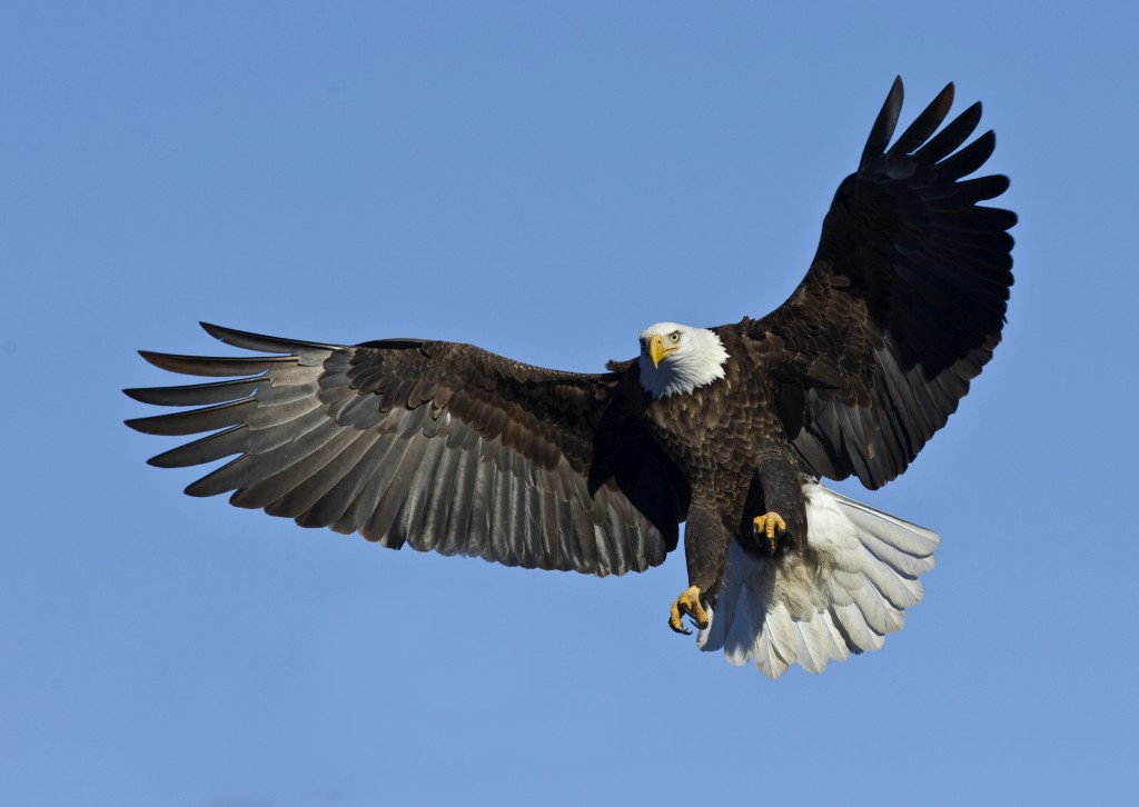 An eagle prepares to land.