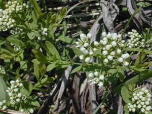 The delicate appearance of the Bastard toadflax hides its parasitic nature as it uses nutrients from roots of many other plants, trees and shrubs.