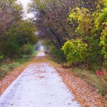 Bike Trail Fall