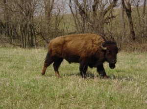 The bison at Neal Smith are managed for their genetic diversity, in order to protect the genetic diversity of the herd at the refuge and throughout other herds managed by the U.S. Fish and Wildlife Service. (Photo by Tim Laehn)