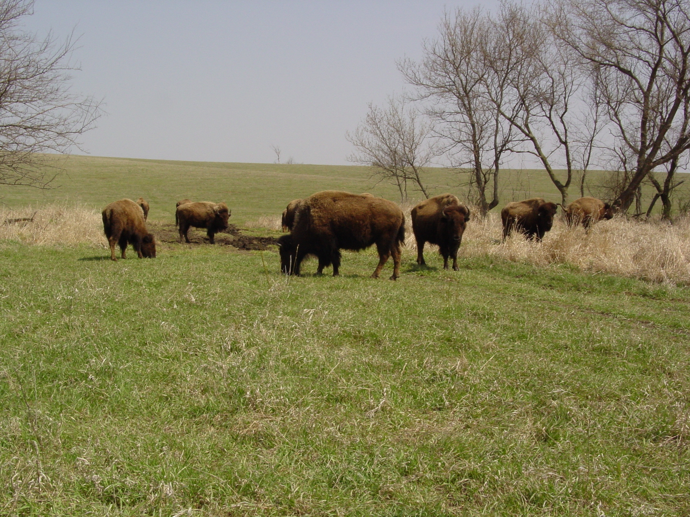 Bison group April 20 Neal Smith NWR Tim Laehn