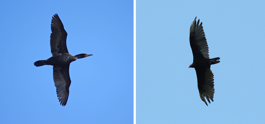 Black Birds in Flight