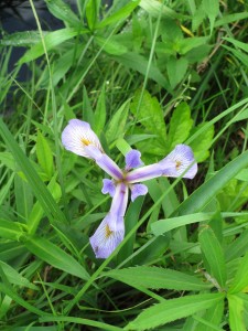 Many plant species thrive in wetland areas, such as the Blue Flag Iris.