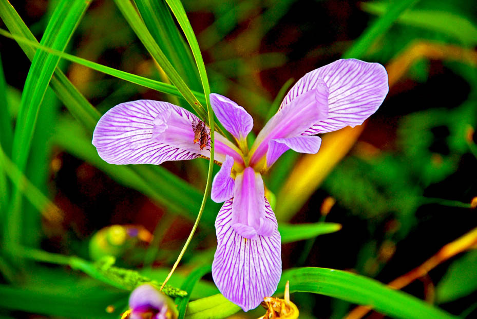 Blue-flag-iris-snyder-akright-web