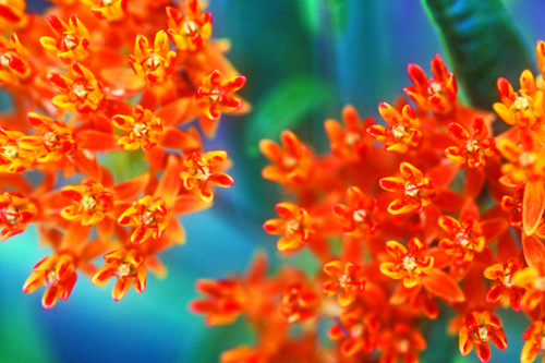 Butter Fly Milkweed