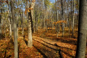 You can help us transform the Ingawanis Woodland to a public space for people to learn and enjoy nature.