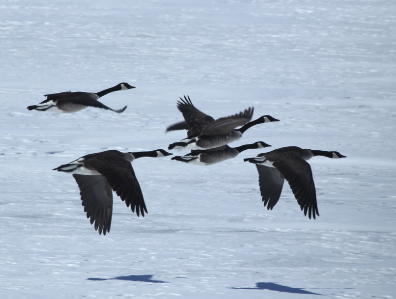 Waterfowl, such as Canada geese are well adapted to withstand the worst of winter's cold.  Flocks of birds can often be seen sitting on the ice or helping maintain a patch of open water in an otherwise frozen lake. Throughout the day small and large groups take off with send-off calls to travel to open fields to feed.  Often they are accompanied by ducks such as mallards, and trumpeter or tundra swans.